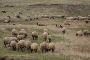 Küçükbaş hayvancılığa destek projesi yetiştiricilere can suyu olacak! Destekler genişleyebilir