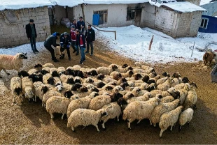 Küçükbaş hayvancılıkta devlet desteği etkisi