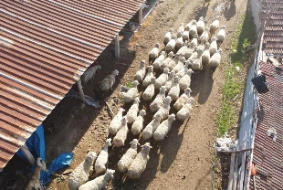 Küçükbaş üreticilerine 3,9 milyar liralık destek ödemesi bugün yapılacak