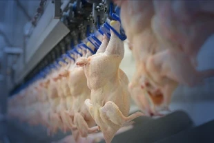 Kümes hayvancılığı verileri: Tavuk eti üretimi şubatta yıllık bazda arttı