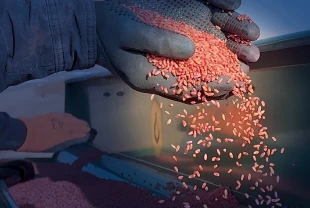 Kuraklık vurdu: Yozgat'ta buğday ekimi kasıma sarktı