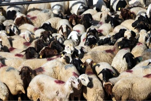 Kurban Bayramı öncesi 4 milyonu aşkın hayvanın sağlık kontrolü yapıldı