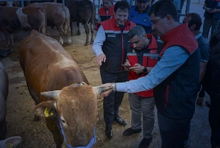 Kurban Bayramı öncesi denetimler sıklaştı: 4 milyondan fazla hayvan kontrol edildi