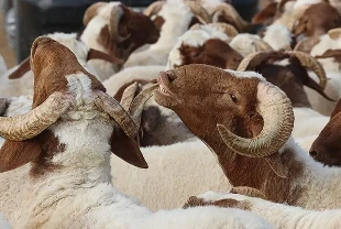 Kurban Bayramı tatili 9 gün olacak mı? Bakan Ersoy’dan bayram tatili açıklaması