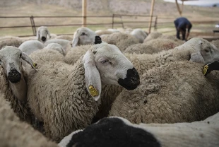 Kurban Bayramı'nda 3 milyondan fazla küçükbaş satışa sunulacak