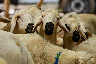 Kurban Hizmetleri Tebliği Resmi Gazete'de: İşte kurallar ve cezalar