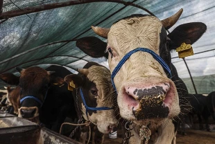 Kurban ibadetiyle ilgili merak edilenler: 10 soruda yanıtlar