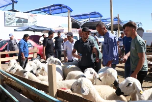 Kurban için tedbirler erkenden alındı: Kurbanlıklar 11 Mayıs'ta geliyor