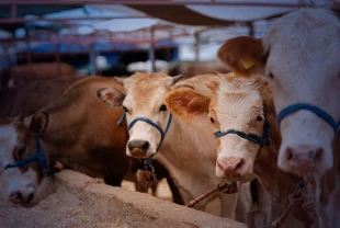 Kurban satış ve kesim yerleri için yeni kurallar: Tedbirler artırıldı