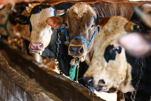 Kurbanlık alacaklar dikkat: Hayvan seçiminden etin dinlenmesine kadar püf noktaları