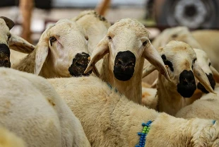 KURBANLIK FİYATLARI 2025: Kilosu ne kadar? Küçükbaş, büyükbaş fiyatları