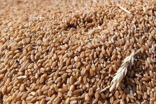 Küresel tahıl rekoltesi gıda fiyatlarını düşürebilir