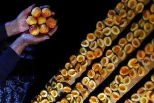 Kuru kayısı ihracatında ilk çeyrek verileri açıklandı! En önemli pazar ABD