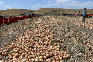 Kuru soğan hasadı başladı