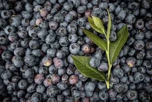 Kurutulmuş yaban mersini faydaları neler? Bağışıklığı güçlendiren doğal antioksidan deposu