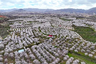 Malatya’da 2 milyon kayısı ağacı çiçek açtı: Darende beyaza büründü