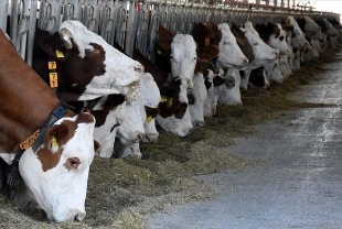 Malatya'da kapatılan hayvan pazarı açıldı
