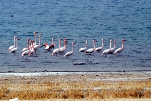 Manyas Kuş Cenneti görenleri büyülemeye devam ediyor! Turistlerin akınına uğradı