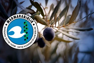 Marmarabirlik ürün alım fiyatlarını açıkladı! Yağlık zeytin 53 TL