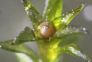 Mars'ta tarıma bir adım daha: Yosun sporları uzayda 9 ay yaşadı