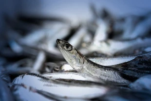 Martta İstanbul'da balık satış hacmi 4 bin 231 tona ulaştı