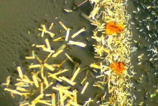 Metalosenlerin oluşum sürecinde 70 yıllık gizem çözüldü