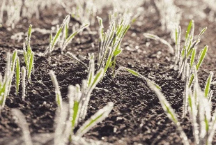 Meteoroloji Marmara Bölgesi için gün verdi! Zirai don olabilir