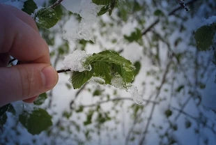 Meteorolojiden 40 ile sarı kodlu uyarı: Zirai don ve kuvvetli yağış geliyor