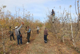 Meyve bahçesi istihdam kaynağı oldu