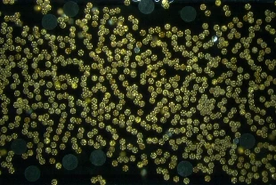 Mikrorobotlar temassız montajla sanayide çığır açıyor