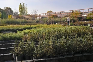 Milli Ağaçlandırma Günü için hedef 15 milyon fidanın sahiplenilmesi