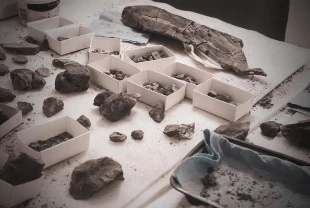 Moğolistan’da yeni dinozor türü keşfi! 108 milyon yıllık otçul fosil bulundu