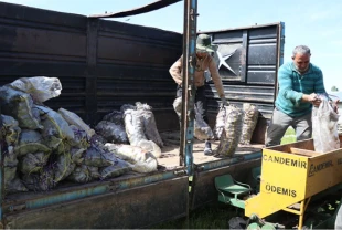 Mor patates üretimini 5'e katladı: Girişimcilere örnek oluyor