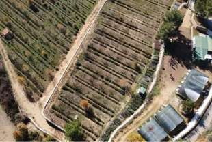 Muğla'da tıbbi ve aromatik bitkilerin alanı 6 bin dekara yükseldi