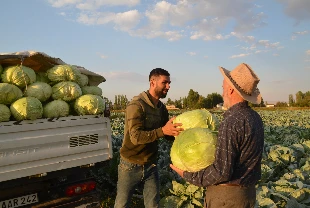 Muş Ovası’nda lahana hasadı başladı