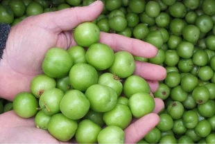 Mut’ta erkenci erik hasadı başladı! Ürünler iç ve dış pazara gidiyor