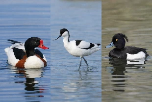 Nadir bulunan 3 kuş türü Ağrı Dağı'nda görüldü