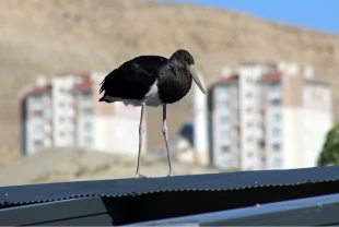 Nadir görülen kara leylek Türkiye'de