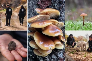 Nallıhan'da tespit edilen 120 tür mantar yapay zekayla sınıflandırılıyor