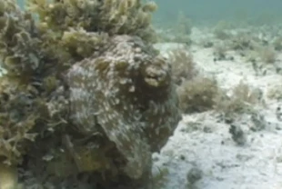 OCTOID: Kamuflaj ve hareketi birleştiren akıllı robot