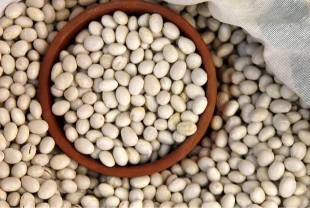 Ordu’da coğrafi işaretli Akkuş Şeker fasulyesinde hasat sevinci