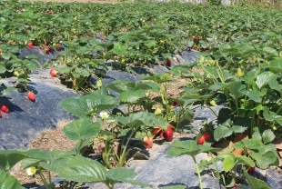 Organik tarım üretimi 1,3 milyon tonu aştı: İyi tarım uygulamaları 6 milyon tonu geçti