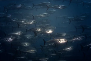 Orkinos avcılığında mevcut kota sistemi üç yıl daha sürecek
