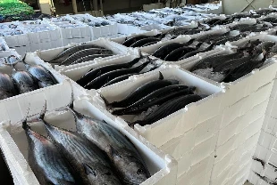Palamutun yerini torik aldı! Fiyat yarı yarıya düştü
