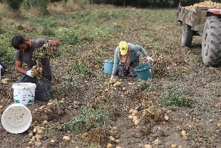 Patates hasadı başladı!