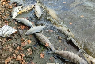 Pestisitler balıkların ömrünü ciddi ölçüde kısaltıyor: Bilim insanları açıkladı