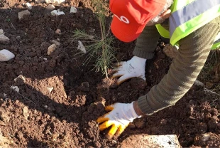 Petrol üretim üssü Gabar’da yeşil hamle başladı: 100 bin fidan toprakla buluşacak