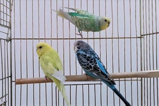 Petshoplarda yaban hayvanı satışı için ruhsat şartı