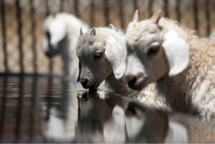 Resmi Gazete'de yayımlandı! Tarım ve Orman Bakanlığı 1600 koyun ve koç alacak