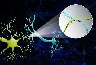 RNA barkod ile beynin bağlantı haritası çözüldü
